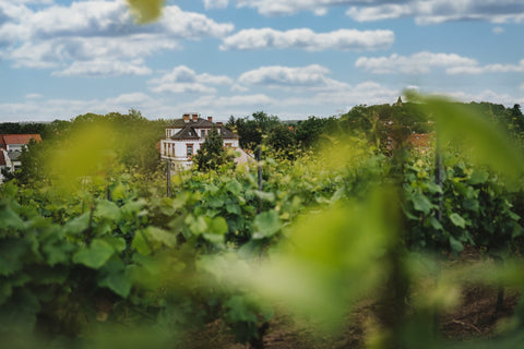 Grillabende genießen – mit dem passenden Weinpaket