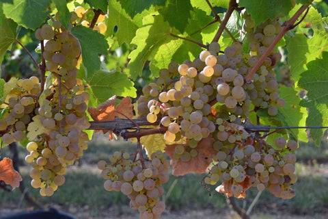 2019 Westhofener Steingrube Riesling